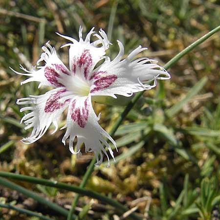 Dianthus arenarius \ Sand-Nelke / Stone Pink, S Simrishamn, Haväng 7.8.2009