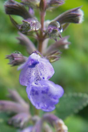 Nepeta grandiflora \ Grobltige Katzenminze / Giant Catnip, S Västers 29.8.2010