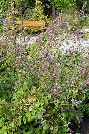 Nepeta grandiflora \ Grobltige Katzenminze / Giant Catnip, S Västers 29.8.2010