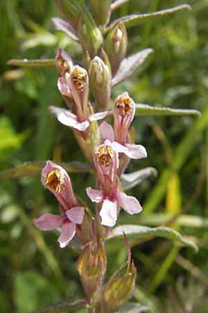 Odontites vulgaris \ Spter Zahntrost, Gewhnlicher Zahntrost / Red Bartsia, S Tanum 9.8.2010