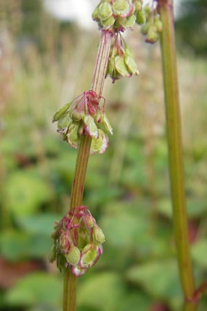 Oxyria digyna \ Alpen-Suerling / Alpine Mountain Sorrel, S Botan. Gar.  Universit.  Uppsala 28.8.2010