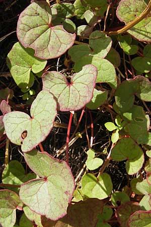 Oxyria digyna \ Alpen-Suerling / Alpine Mountain Sorrel, S Botan. Gar.  Universit.  Uppsala 28.8.2010