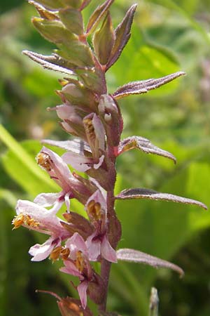 Odontites vulgaris \ Spter Zahntrost, Gewhnlicher Zahntrost, S Tanum 9.8.2010