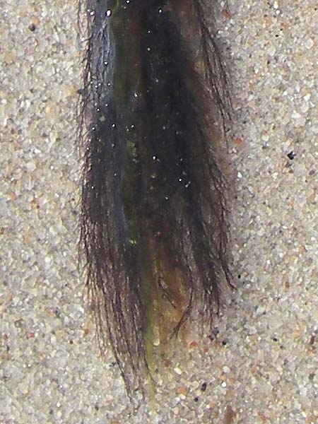 Polysiphonia urceolata ? \ Zarter Fadentang / Pitcher Siphon Weed, S Beddinge Strand 5.8.2009