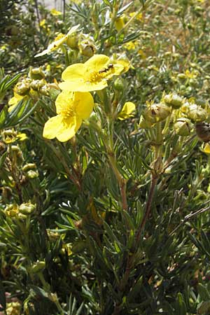 Potentilla fruticosa \ Strauch-Fingerkraut, S Öland, Stora Alvaret, Möckel Mossen 8.8.2009