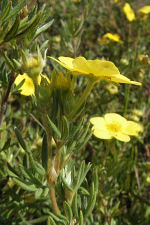 Potentilla fruticosa \ Strauch-Fingerkraut / Shrubby Cinquefoil, S Öland, Stora Alvaret, Möckel Mossen 8.8.2009