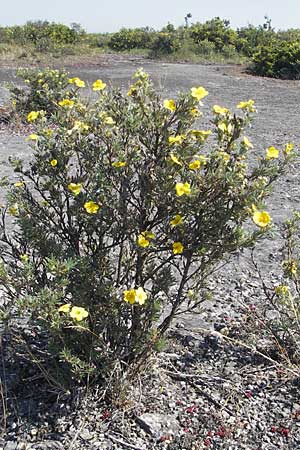 Potentilla fruticosa / Shrubby Cinquefoil, S Öland, Stora Alvaret, Möckel Mossen 8.8.2009