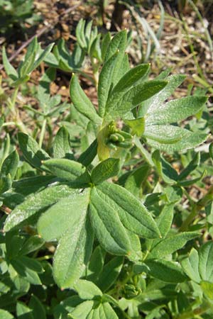 Potentilla fruticosa \ Strauch-Fingerkraut / Shrubby Cinquefoil, S Öland, Stora Alvaret, Möckel Mossen 8.8.2009