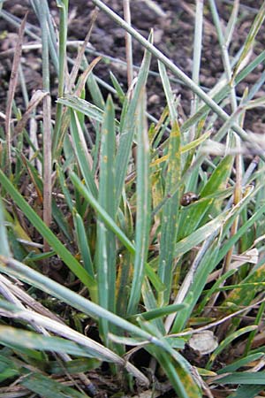 Poa glauca \ Blau-Rispengras / Glaucous Blue Grass, S Västers 27.8.2010