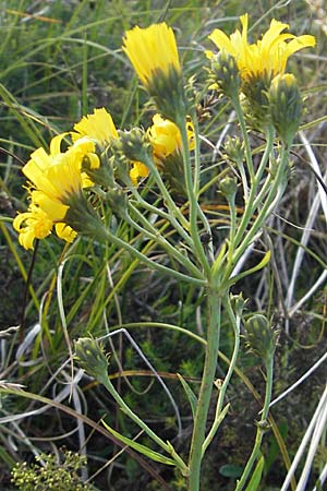 Hieracium umbellatum \ Doldiges Habichtskraut / Narrow-Leaved Hawkweed, S Ystad 6.8.2009