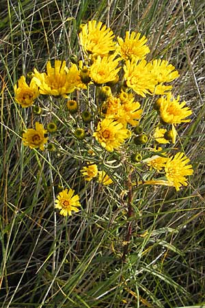 Hieracium umbellatum \ Doldiges Habichtskraut / Narrow-Leaved Hawkweed, S Ystad 6.8.2009