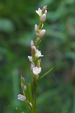 Persicaria minor \ Kleiner Knterich / Small Water-Pepper, S Kullaberg 14.8.2009