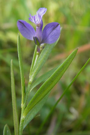 Polygala comosa \ Schopfige Kreuzblume, Schopfiges Kreuzblmchen / Tufted Milkwort, S Vänersborg 12.8.2010