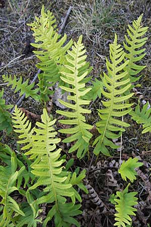 Polypodium vulgare \ Gewhnlicher Tpfelfarn, S Simrishamn 6.8.2009