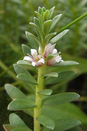 Lysimachia maritima \ Strand-Milchkraut / Sea Milkwort, S Torekov 3.8.2010