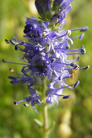 Veronica spicata \ hriger Blauweiderich, hriger Ehrenpreis / Spiked Speedwell, S Öland, Stora Alvaret 8.8.2009