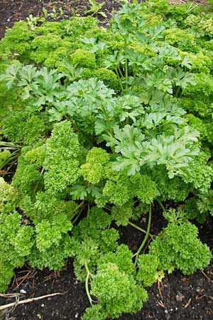 Petroselinum crispum / Parsley, S Västers 29.8.2010