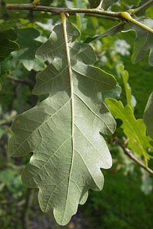 Quercus pubescens \ Flaum-Eiche / White Oak, S Botan. Gar.  Universit.  Uppsala 28.8.2010