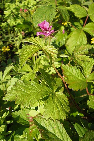 Rubus arcticus \ Schwedische Acker-Beere, Arktische Brombeere / Arctic Bramble, S Västers 29.6.2011