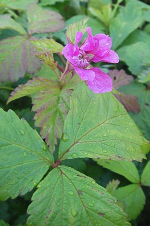 Rubus arcticus \ Schwedische Acker-Beere, Arktische Brombeere / Arctic Bramble, S Västers 29.6.2011