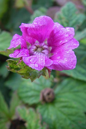 Rubus arcticus \ Schwedische Acker-Beere, Arktische Brombeere / Arctic Bramble, S Västers 29.6.2011