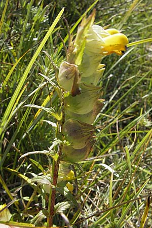 Rhinanthus serotinus \ Groer Klappertopf / Narrow-Leaved Yellow-Rattle, S Öland, Stora Alvaret, Möckel Mossen 8.8.2009