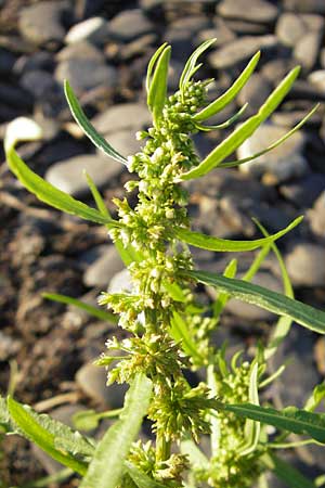 Rumex maritimus \ Ufer-Ampfer / Golden Dock, S Öland, Ottenby 8.8.2009