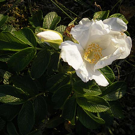 Rosa rugosa \ Kartoffel-Rose, S Simrishamn 6.8.2009