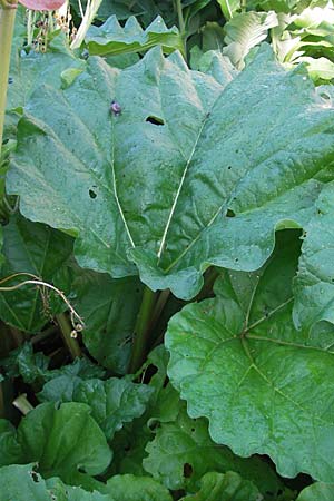 Rheum rhabarbarum / Rhubarb, S Västers 29.6.2011