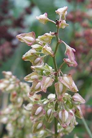 Rumex hydrolapathum \ Flu-Ampfer, Teich-Ampfer / Great Water Dock, S Västers Ängsö 29.8.2010