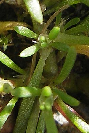 Spergularia marina / Lesser Sea Spurrey, S Vänersborg 12.8.2010