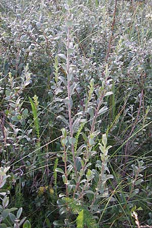 Salix repens subsp. arenaria \ Sand-Weide / Creeping Willow, S Ystad 5.8.2009