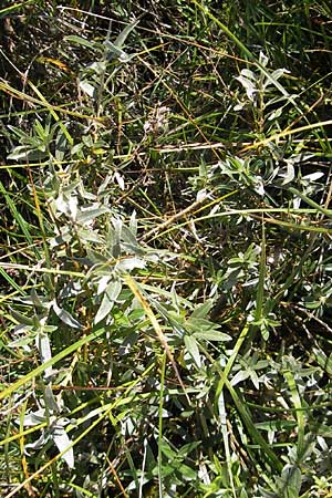 Salix repens subsp. arenaria \ Sand-Weide / Creeping Willow, S Öland, Stora Alvaret, Möckel Mossen 8.8.2009