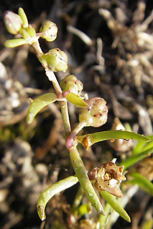 Sagina procumbens \ Niederliegendes Mastkraut, S Öland, Trollskogen 9.8.2009