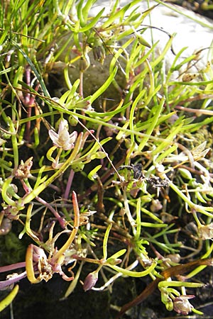 Sagina procumbens \ Niederliegendes Mastkraut / Procumbent Pearlwort, S Öland, Trollskogen 9.8.2009