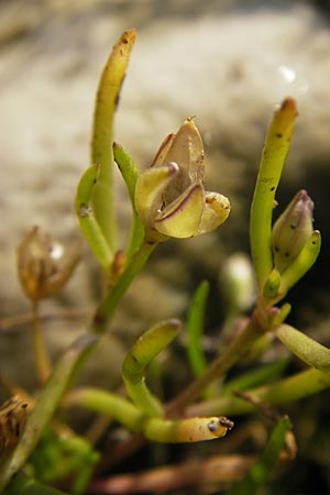 Sagina procumbens / Procumbent Pearlwort, S Öland, Trollskogen 9.8.2009