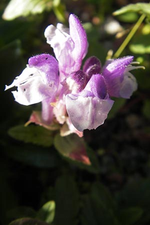 Scutellaria alpina \ Alpen-Helmkraut / Alpine Skullcap, S Västers 29.6.2011