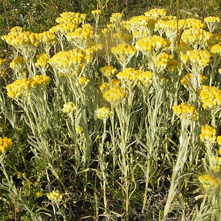 Helichrysum arenarium \ Sand-Strohblume / Yellow Everlasting Daisy, S Ystad 6.8.2009