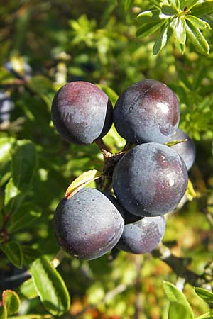 Prunus spinosa \ Schlehe, Schwarzdorn, S Öland, Stora Alvaret, Möckel Mossen 8.8.2009