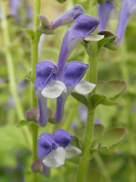 Scutellaria altissima / Tall Skullcap, S Botan. Gar.  Universit.  Uppsala 28.8.2010