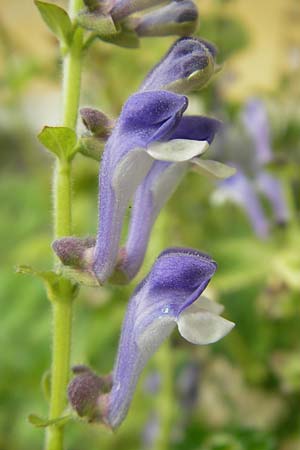 Scutellaria altissima / Tall Skullcap, S Botan. Gar.  Universit.  Uppsala 28.8.2010