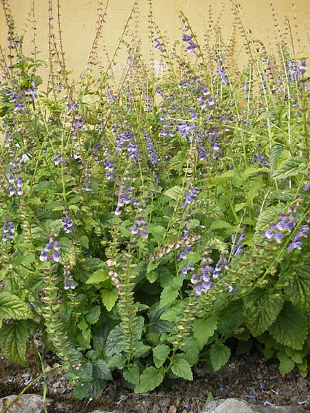 Scutellaria altissima / Tall Skullcap, S Botan. Gar.  Universit.  Uppsala 28.8.2010