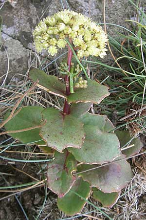 Hylotelephium maximum \ Groe Waldfetthenne, S Kullaberg 13.8.2009