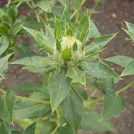 Carthamus tinctorius / Safflower, S Helsingborg 2.8.2010