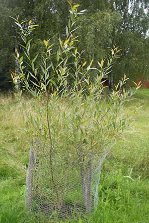 Salix fragilis \ Bruch-Weide / Crack Willow, S Västers 29.8.2010