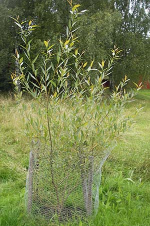 Salix fragilis \ Bruch-Weide, S Västers 29.8.2010