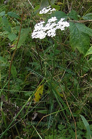 Achillea millefolium agg. / Yarrow, S Store Mosse 12.8.2009