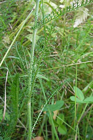 Achillea millefolium agg. / Yarrow, S Store Mosse 12.8.2009