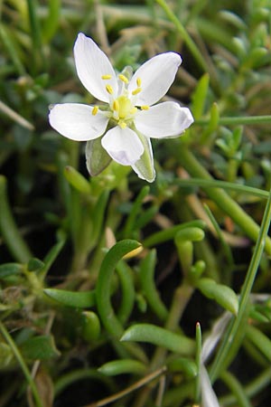 Spergularia media \ Flgelsamige Schuppenmiere / Greater Sea Spurrey, S Torekov 3.8.2010