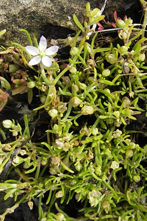 Spergularia media \ Flgelsamige Schuppenmiere / Greater Sea Spurrey, S Torekov 3.8.2010